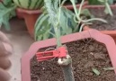 s - A Good Method of Planting a Tree Seedling