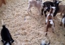 The Epoch Times - Baby goat dancing