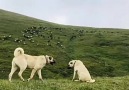 Tokat Türküleri - İLHAN DONDURMA Yöresel