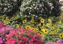 Video Imgenes - Impresionante parque de flores en Dubai