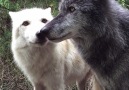 Wolf Conservation Center - Be Like a Wolf