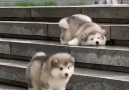 Woof Woof - Fluffy Malamute Puppy Adorably Falls Down Stairs Twice