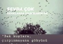 Yayla Çiçeği - Yayla Çiçeği